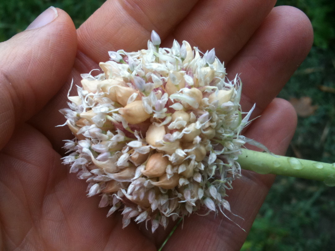 Growing Garlic from Bulbils - Gourmet Garlic